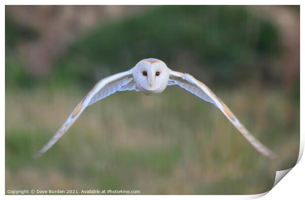 Barn Owl ( in flight ) Print by Dave Burden