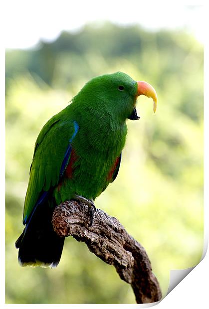 Eclectus Shouting The Odds Print by Graham Palmer