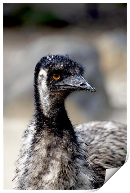 Emu Portrait Print by Graham Palmer