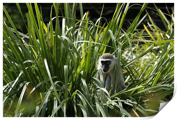Monkey In The Grass Print by Graham Palmer