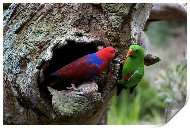 Pair Of Eclectus At The Nest Print by Graham Palmer