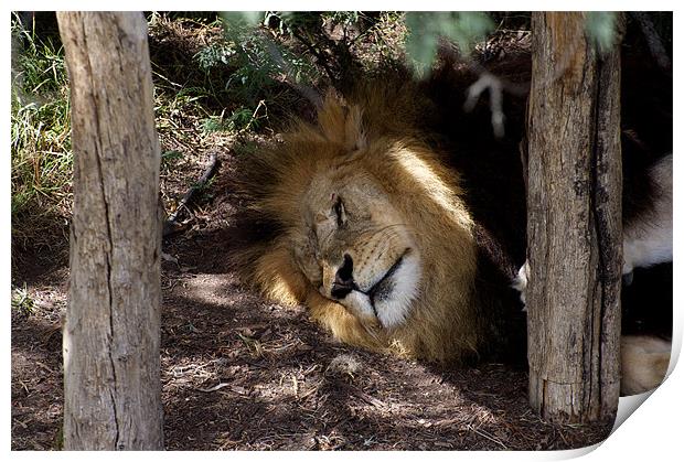 Lion After Lunch Nap Print by Graham Palmer