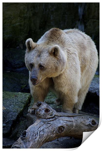 Brown Bear Print by Graham Palmer