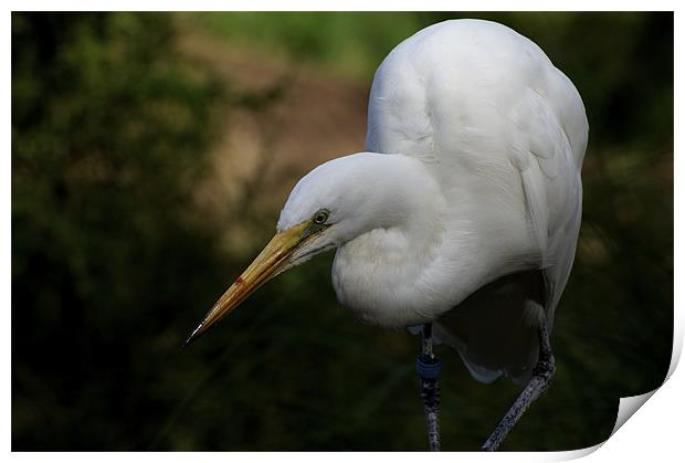 Egret Looking Daggers Print by Graham Palmer
