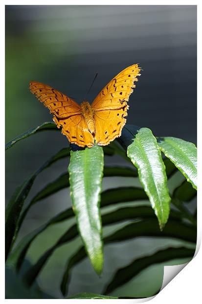 Orange Lacewing At Rest Print by Graham Palmer