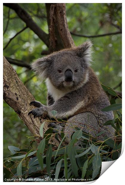 Koala - Is This A Cute Look? Print by Graham Palmer