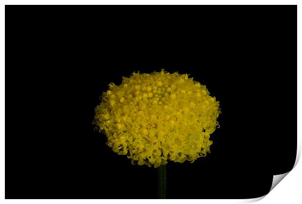 Billy Buttons Print by Graham Palmer