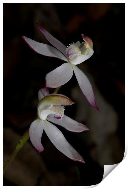 Dusky Finger Orchids Print by Graham Palmer