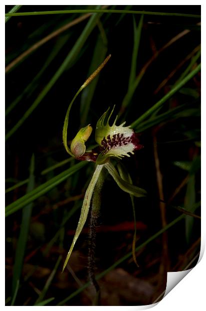 Green Comb Spider Orchid Print by Graham Palmer