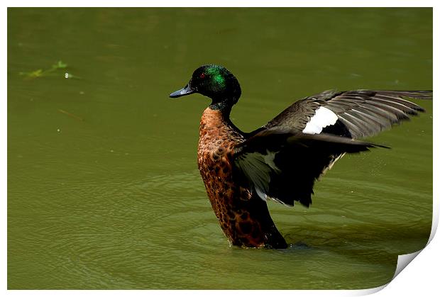 Walking On Water Print by Graham Palmer