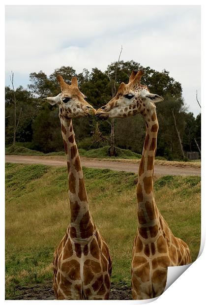 Kissing Giraffes Print by Graham Palmer