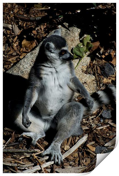 Sunbaking Lemur Print by Graham Palmer