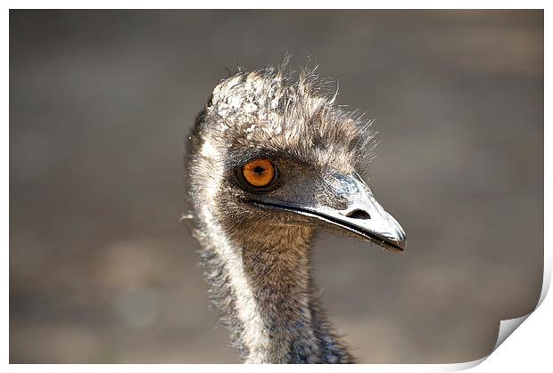 Emu Smile Print by Graham Palmer