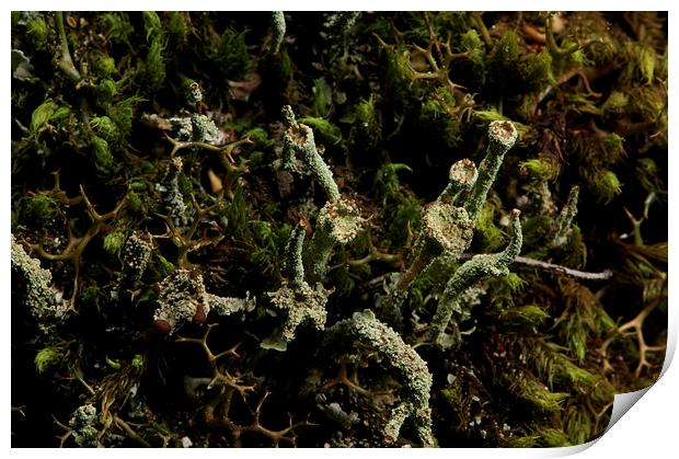 Lichen Super Close Up Print by Graham Palmer