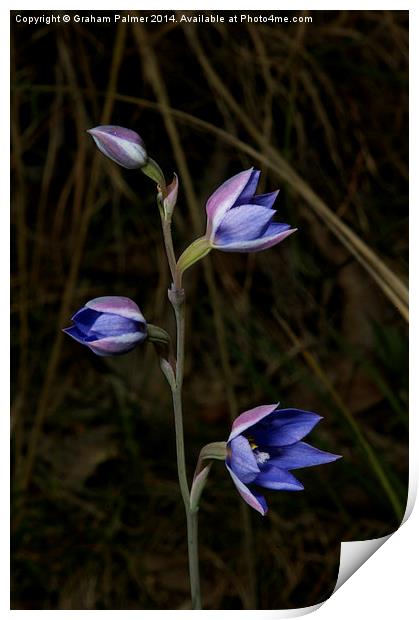  Sun Orchid Posy Print by Graham Palmer