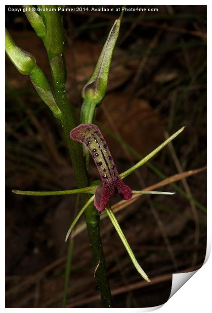  Tongue Orchid Print by Graham Palmer