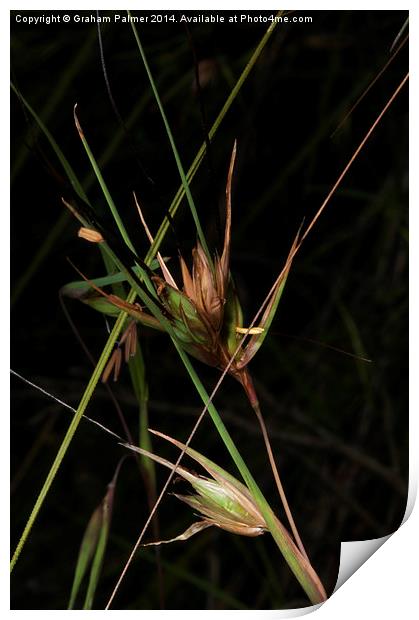  Grass Patterns Print by Graham Palmer