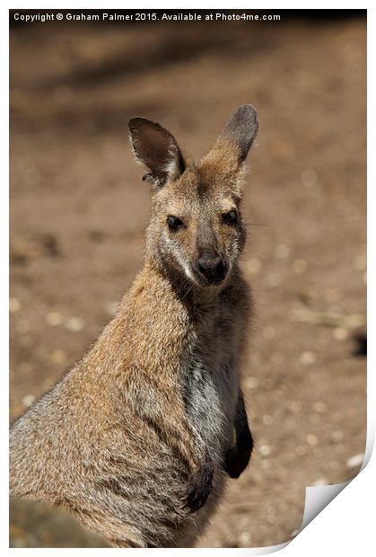  Kangaroo Portrait Print by Graham Palmer