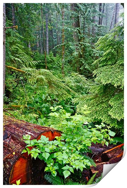 h red cedarThe Rain Forest Print by David Davies