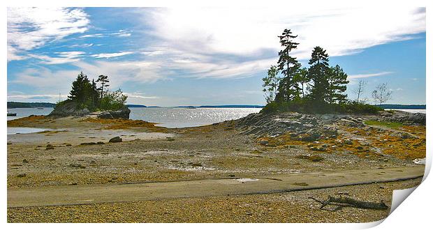 Allen Point, Maine Print by David Davies