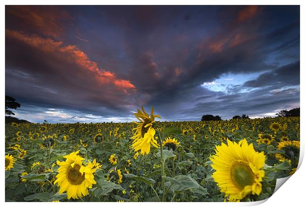 Sunflowers Print by Dave Hudspeth Landscape Photography