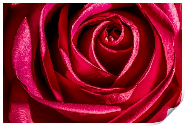 Red Rose Print by Dave Hudspeth Landscape Photography