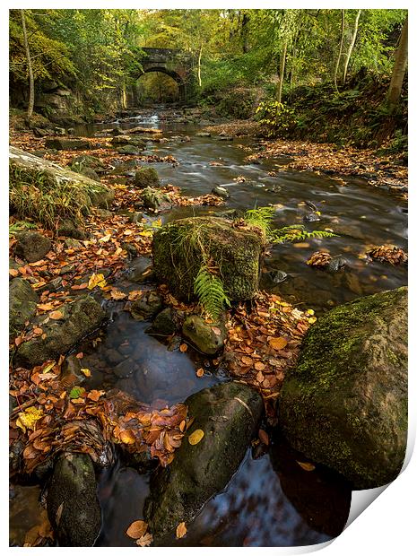 Maybeck Autumn Colours Print by Dave Hudspeth Landscape Photography