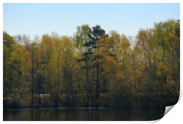 Woodland Across the Lake  Print by Jon Fixter