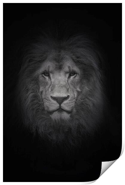 Portrait of a Lion  Print by Jon Fixter