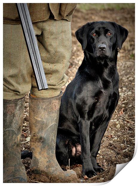 Black Labrador  Gundog awaiting command  Print by Jon Fixter