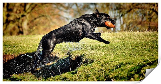  Black Labrador  wet Retrieve  Print by Jon Fixter