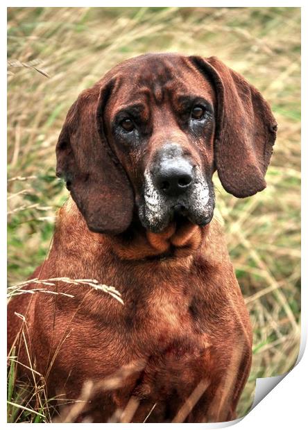 Bloodhound In Long Grass Print by Jon Fixter