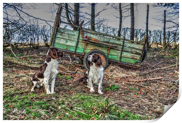 springer spaniels  working dogs Print by Jon Fixter