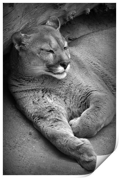 Sleeping Puma  Print by Jon Fixter