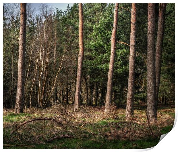 woodland Pines  Print by Jon Fixter
