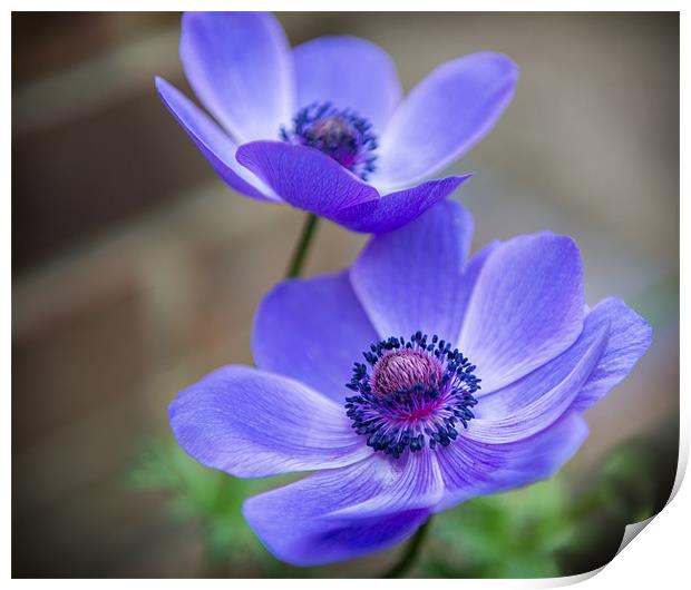 Blue Petals Print by Ian Johnston  LRPS