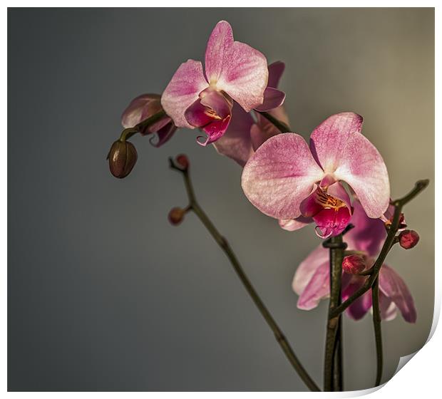 Orchid Study Print by Ian Johnston  LRPS