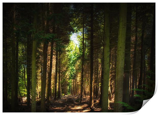 British Countryside Series -Forest Clearing Print by Ian Johnston  LRPS