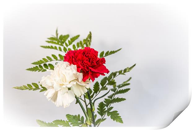 Red & White Carnation Print by Ian Johnston  LRPS