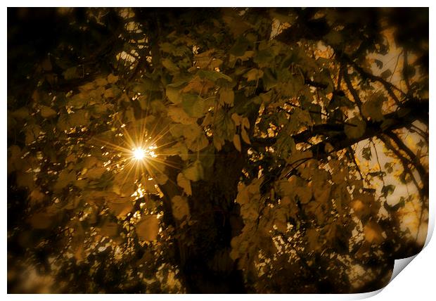 Autumn Light Print by Ian Johnston  LRPS