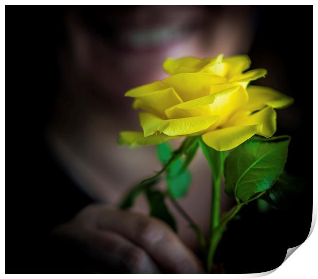 The Yellow Rose Print by Ian Johnston  LRPS