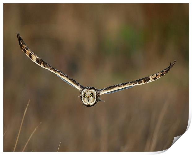 Short Eared Owl in flight Print by Paul Scoullar