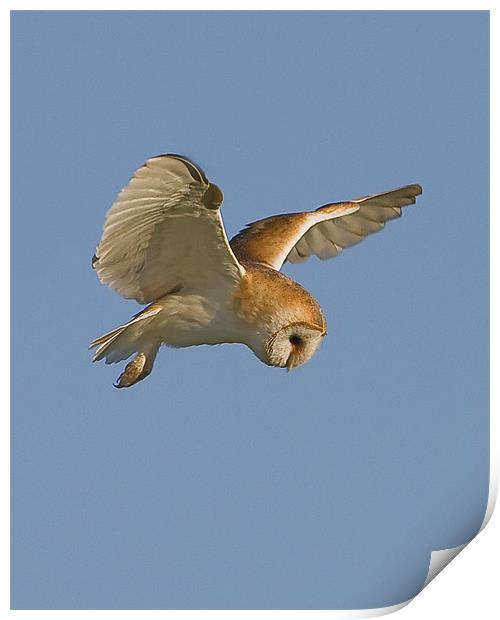 Barn Owl hover. Print by Paul Scoullar