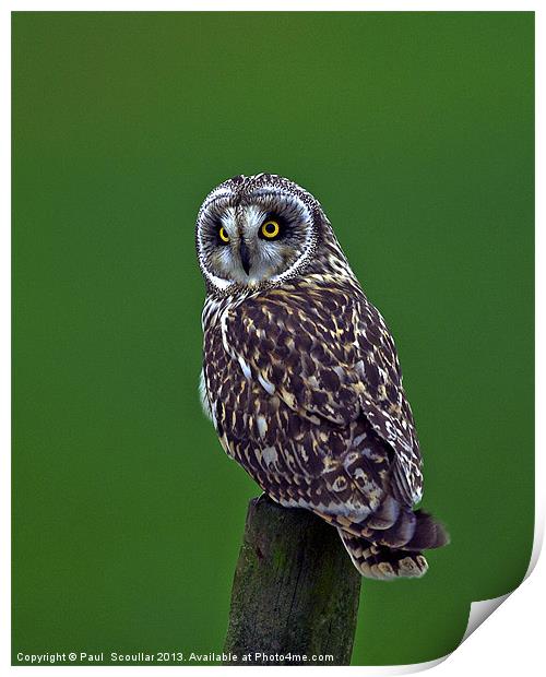 Short Eared Owl Print by Paul Scoullar