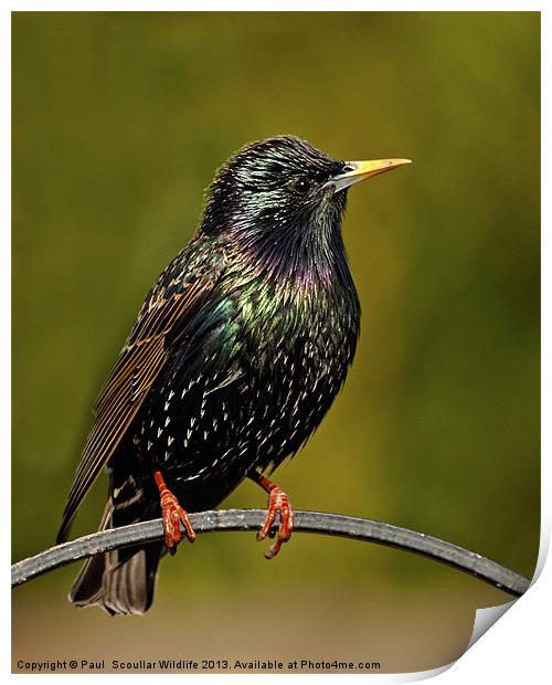 Common Starling Print by Paul Scoullar