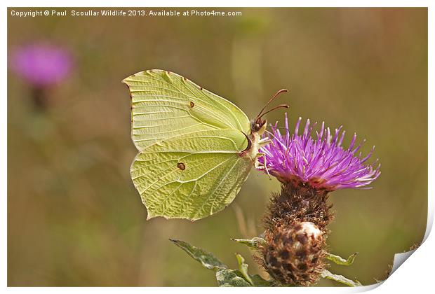 Brimstone on Creeping Thistle. Print by Paul Scoullar