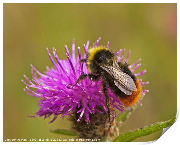 Red Tail Bumble Bee Print by Paul Scoullar