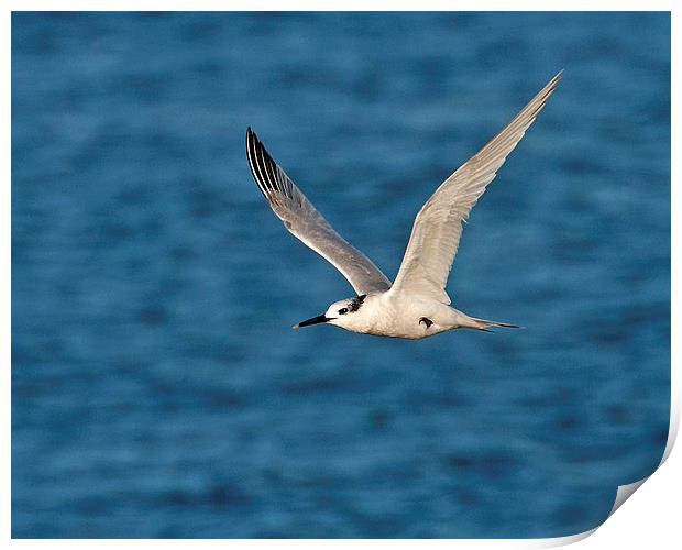 Sandwich Tern Print by Paul Scoullar