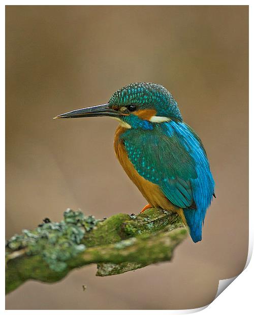 Kingfisher Print by Paul Scoullar