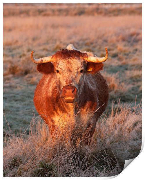 Long Horn Cow Print by Paul Scoullar